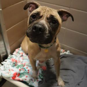 Deucy, Mixed Breed (Medium), adult, available for adoption