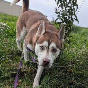 Sugar, Husky, young, available for adoption