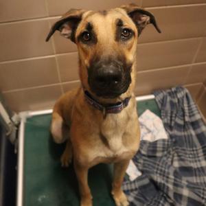 Creed, Mixed Breed (Large), young, available for adoption