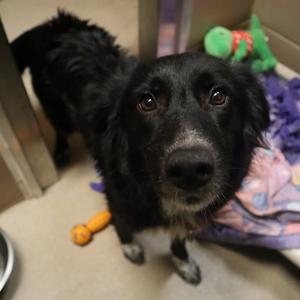 Lavender, Mixed Breed (Medium), young, available for adoption