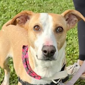 Wrenley Jane, Mixed Breed (Medium), young, available for adoption