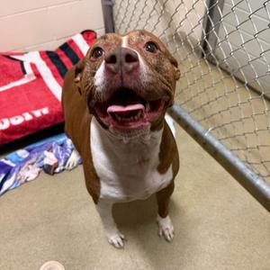 Diamond, Mixed Breed (Medium), adult, available for adoption