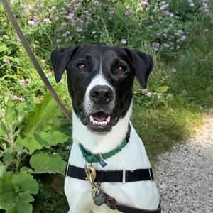 Uno, Mixed Breed (Medium), young, available for adoption