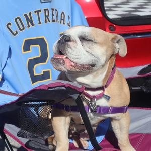 Honey, Bulldog, English, adult, available for adoption