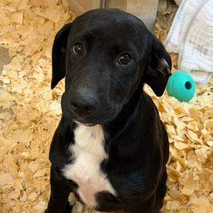 Airiam, Mixed Breed (Medium), available for adoption