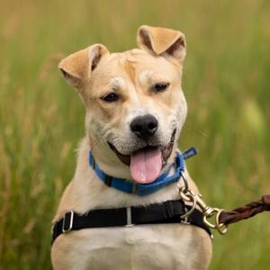 Lemon, Mixed Breed (Medium), young, available for adoption