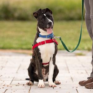 Firefly, Mixed Breed (Medium), young, available for adoption