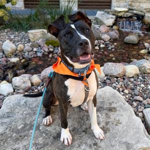 Firefly, Mixed Breed (Medium), young, available for adoption