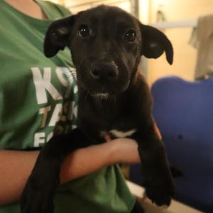 Ginny, Mixed Breed (Medium), available for adoption