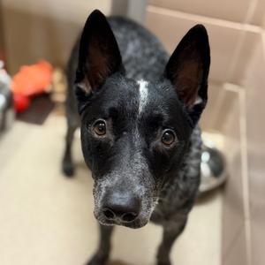 Whiskey, Mixed Breed (Medium), young, available for adoption