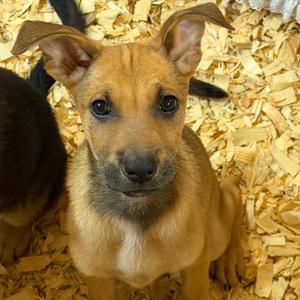 Gus, Mixed Breed (Medium), available for adoption