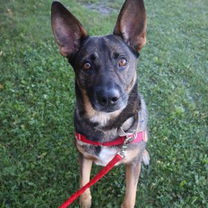 A German Shepherd dog wearing a red harness and leash, standing on grass.