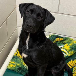 Dukat, Mixed Breed (Medium), available for adoption