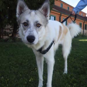 Rory, Mixed Breed (Medium), adult, available for adoption