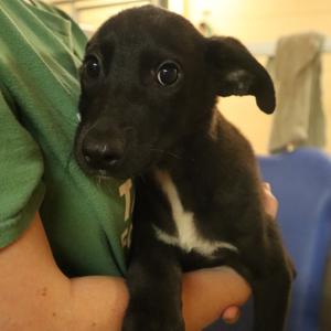 Weasley, Mixed Breed (Medium), available for adoption