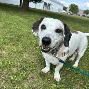 Baylor, Mixed Breed (Large), senior, available for adoption