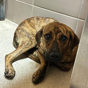 Rudy, Mixed Breed (Medium), young, available for adoption