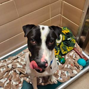 Zephyr, Mixed Breed (Medium), young, available for adoption
