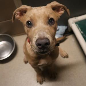 Tydus, Mixed Breed (Medium), available for adoption