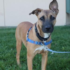 Snuggles, Mixed Breed (Medium), young, available for adoption
