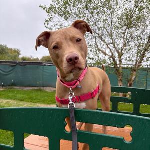 Isla, Mixed Breed (Medium), adult, available for adoption