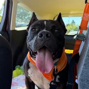 Buckwheat, Mixed Breed (Medium), young, available for adoption
