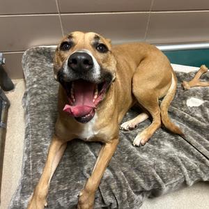 Kiwi, Mixed Breed (Large), adult, available for adoption