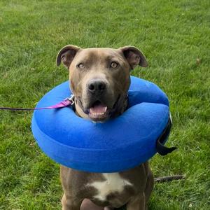 James Bond, Mixed Breed (Large), young, available for adoption