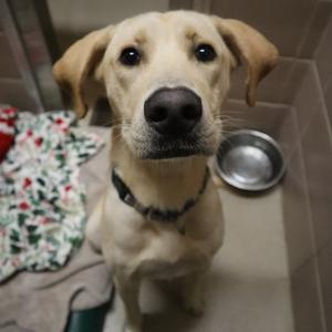 Eagle, Mixed Breed (Medium), young, available for adoption