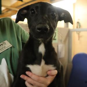 Luna, Mixed Breed (Medium), available for adoption