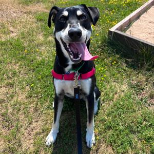 Luke, Mixed Breed (Medium), young, available for adoption