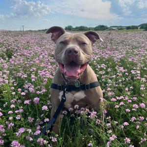 Drako, Mixed Breed (Large), young, available for adoption