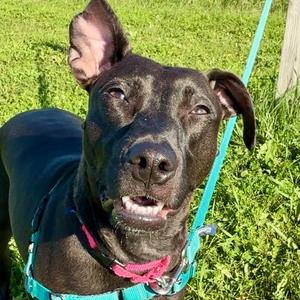 Ruby, Mixed Breed (Medium), young, available for adoption