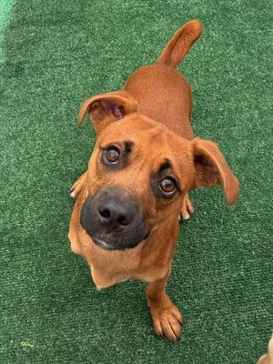 A brown dog with a black nose and floppy ears standing on a green carpet, looking up at the camera.