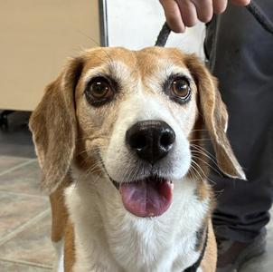 Lulu, Beagle, adult, available for adoption