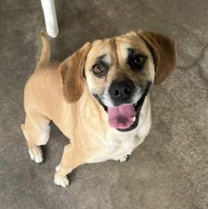 A light brown puggle dog with its tongue out, looking up at the camera with happy eyes.