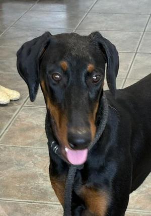 Gemma, Doberman Pinscher, young, available for adoption