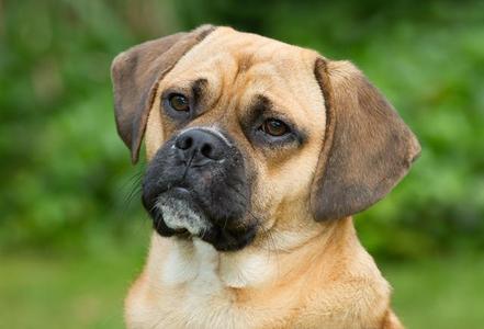 Archie, Pug / Beagle, young, available for adoption