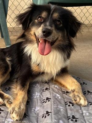Hutch, Australian Shepherd, young, available for adoption