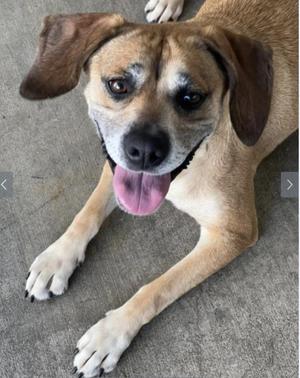 Dani - Bonded Pair, Beagle, adult, available for adoption
