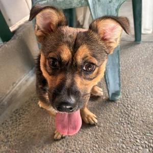 Bagel - Chiweenie, Chiweenie, young, available for adoption