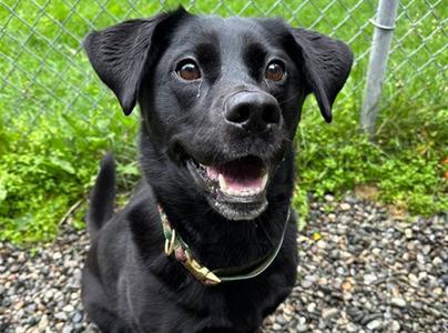 TWILIGHT, Labrador Retriever, adult, available for adoption