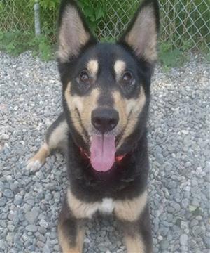 LEROY, Husky, adult, available for adoption