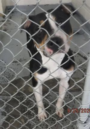 A black, white, and tan dog standing behind a chain-link fence.