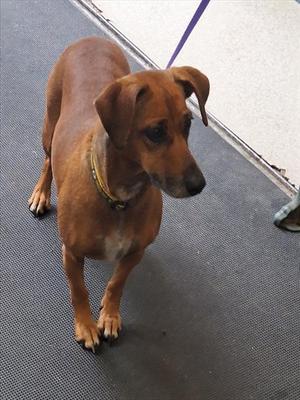 RARI, Dachshund, adult, available for adoption