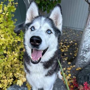 BUGGY, Siberian Husky, senior, available for adoption