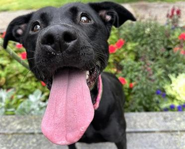 MAVIS, Labrador Retriever, adult, available for adoption