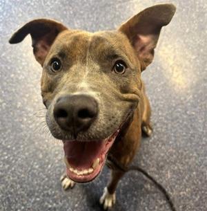 P. SHERMAN, Pit Bull Terrier, adult, available for adoption
