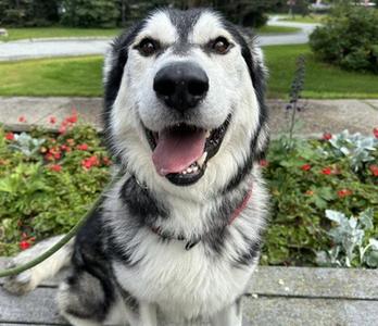 RAIDER, Alaskan Malamute, adult, available for adoption