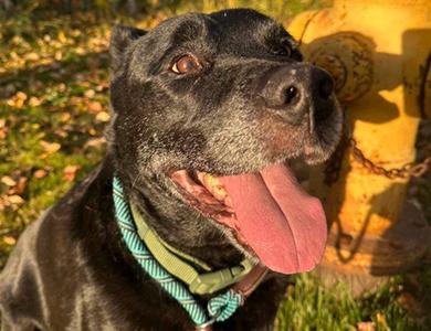 LUCKY, Labrador Retriever, senior, available for adoption